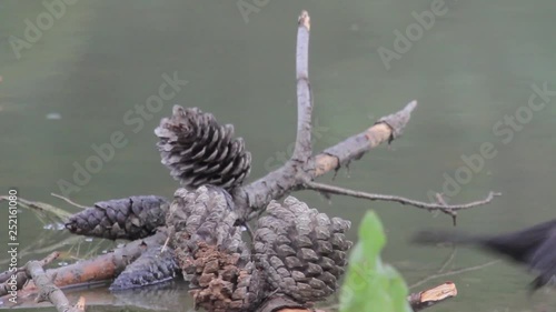 Wallpaper Mural Black Bird stands on a Branch Torontodigital.ca