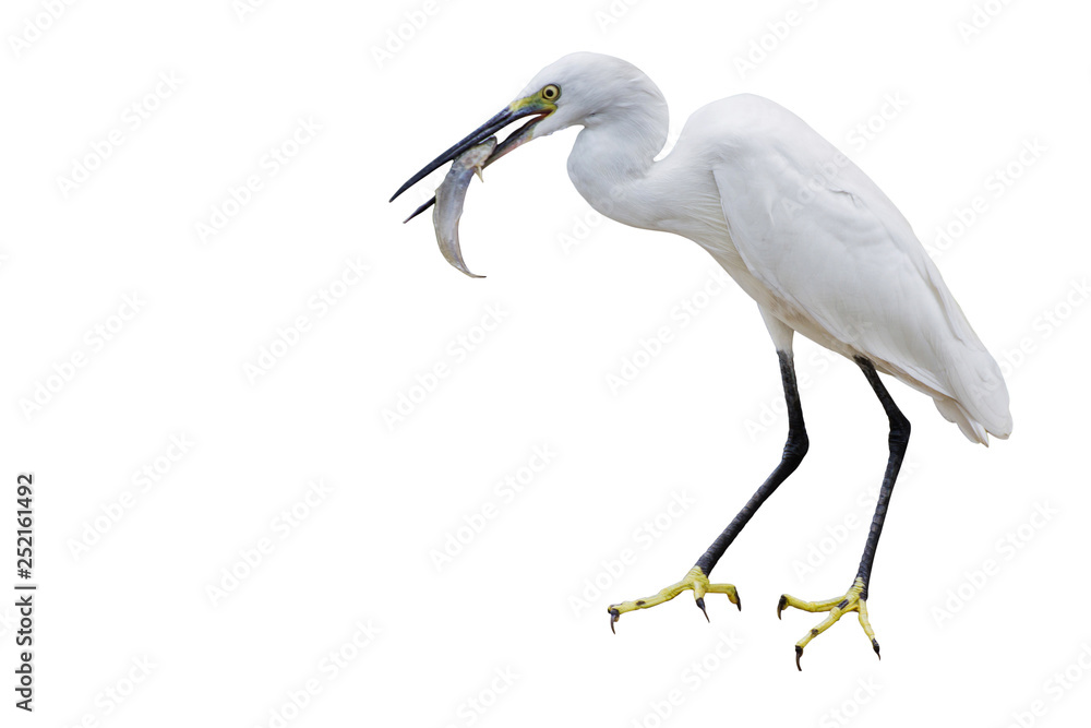 Fototapeta premium Eastern Great Egret Eating Fish In Mount - isolated copy space.