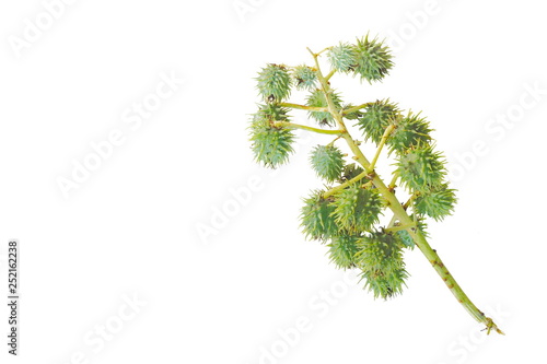 Top view seed of Castor oil plant isolate on white background.