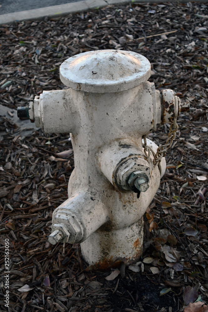 Obraz premium wight fire hydrant on bark in an urban area
