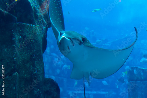 A lot of fish in a large decorative aquarium.