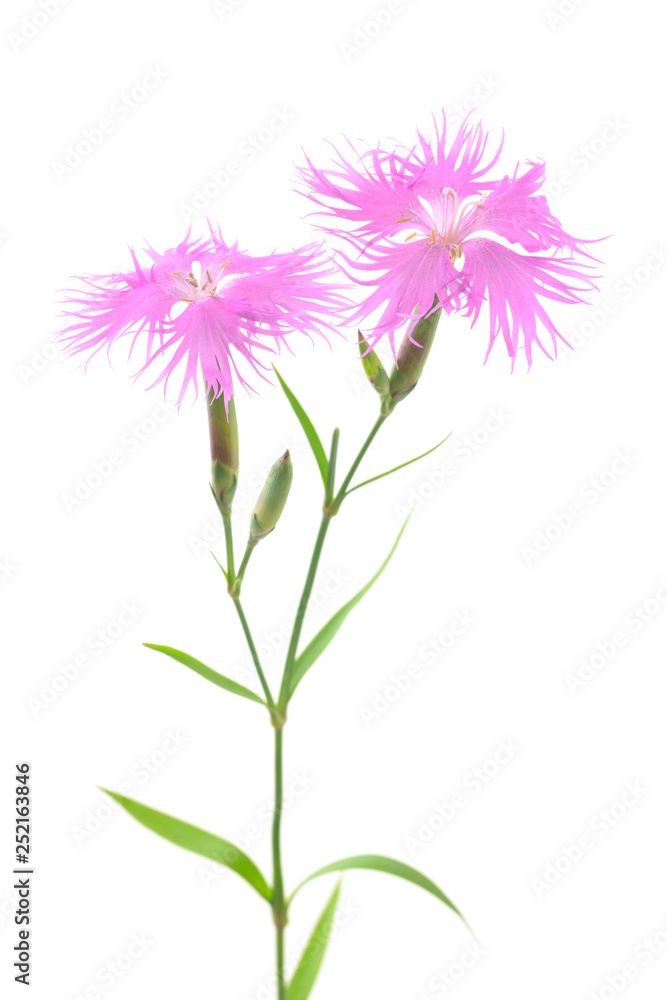 カワラナデシコの花 カワラナデシコの花