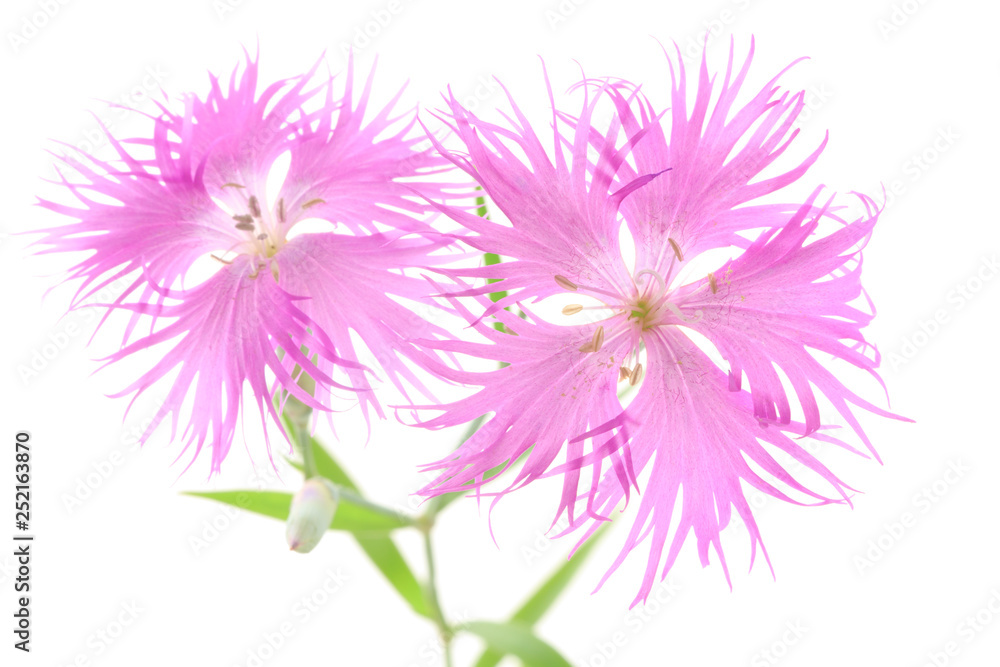 Obraz premium カワラナデシコの花