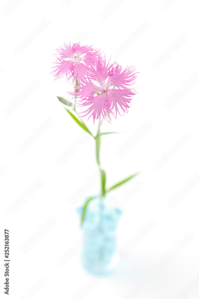 カワラナデシコの花 カワラナデシコの花