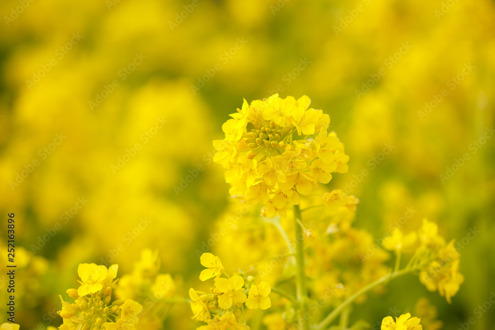 菜の花（ツボミナの花）