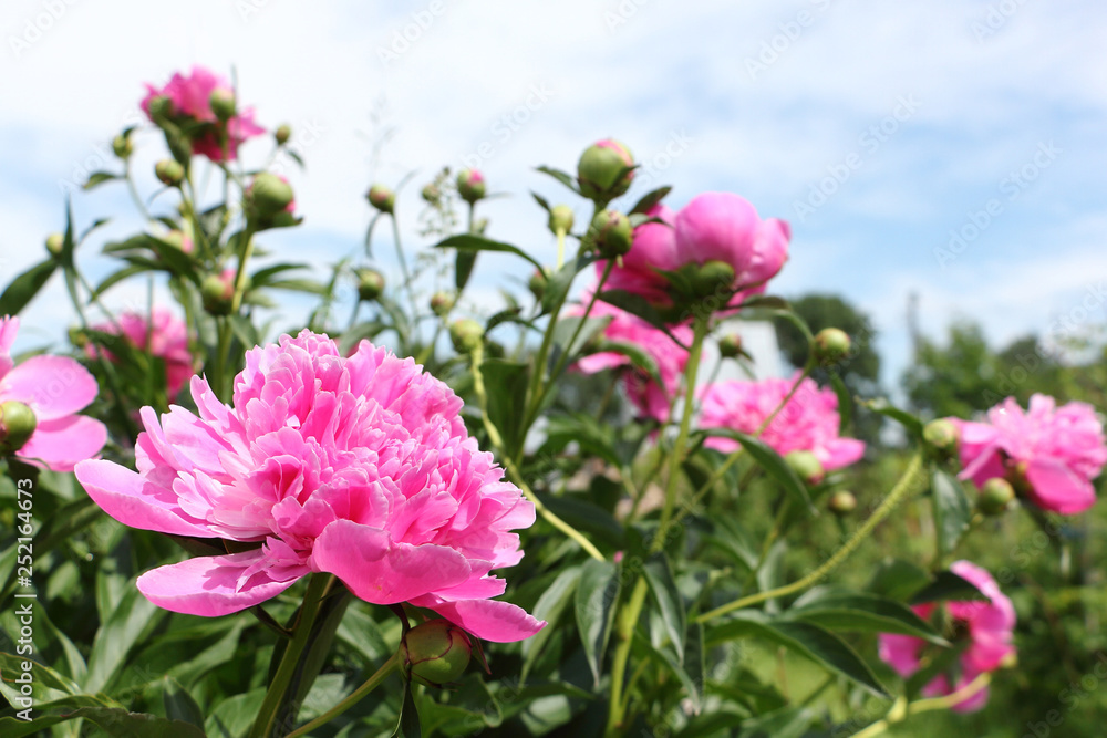 Bush of pink peony in the summer garden Bush of pink peony in the summer garden