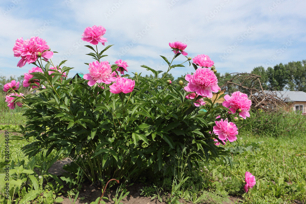 Bush of pink peony in the summer garden
