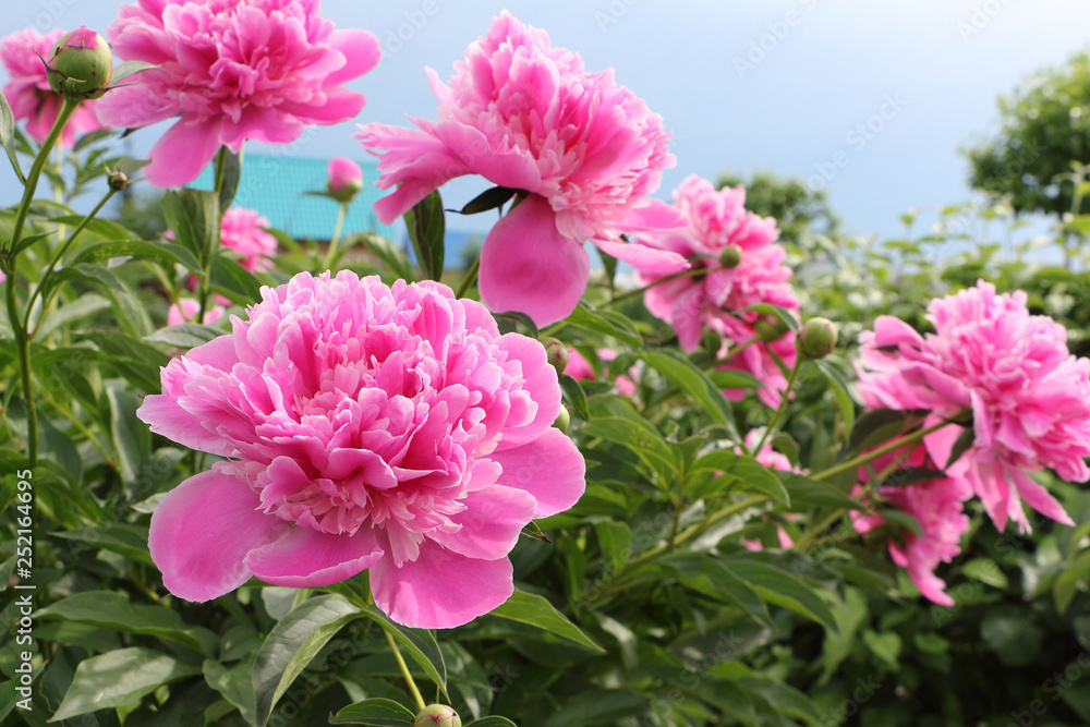 Bush of pink peony in the summer garden Bush of pink peony in the summer garden