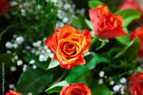 Beautiful roses