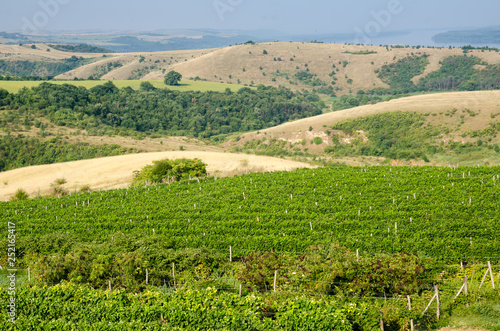 Vineyards along Danube river in North East Bulgaria