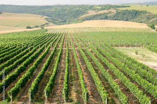 Vineyards along Danube river in North East Bulgaria