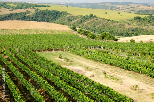 Vineyards along Danube river in North East Bulgaria
