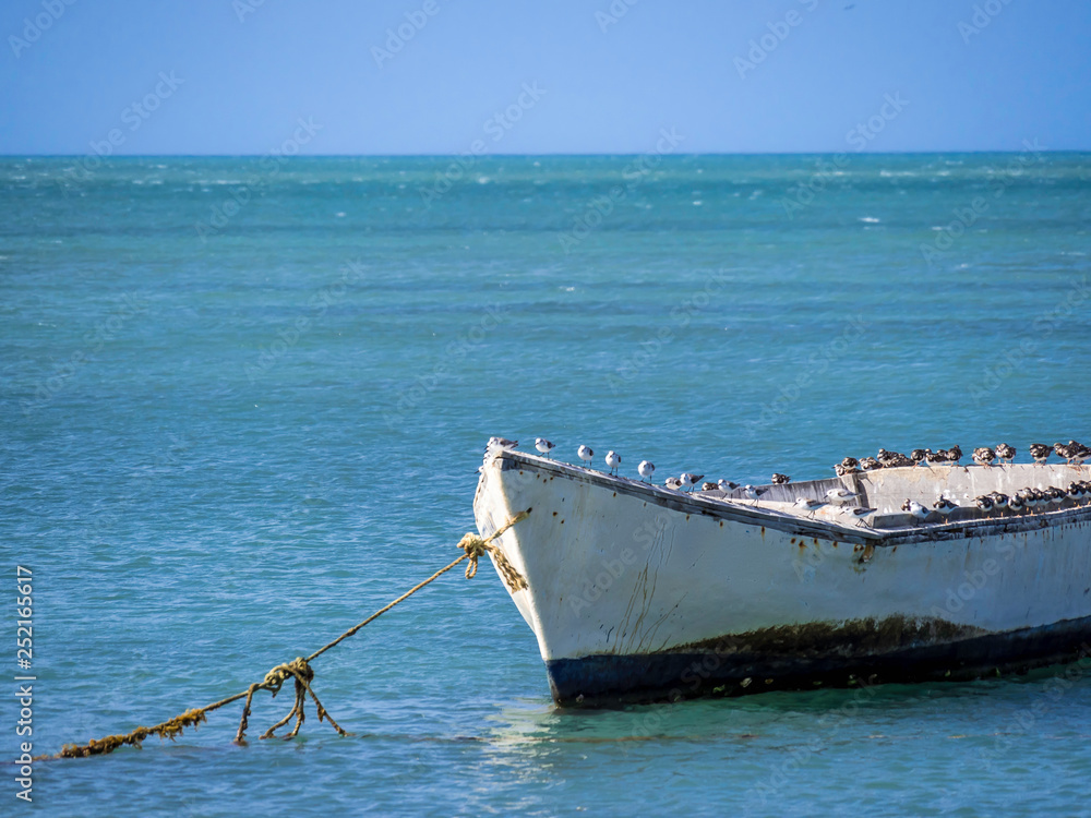 Sea birds resting on a fishermen boat n Cabo de le Vela Colombia