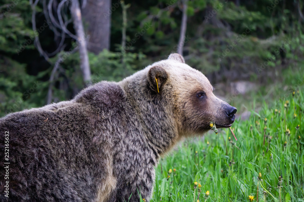 Fototapeta premium Mother Grizzly Bear is eating weeds and grass in the nature. Taken in Banff National Park, Alberta, Canada.