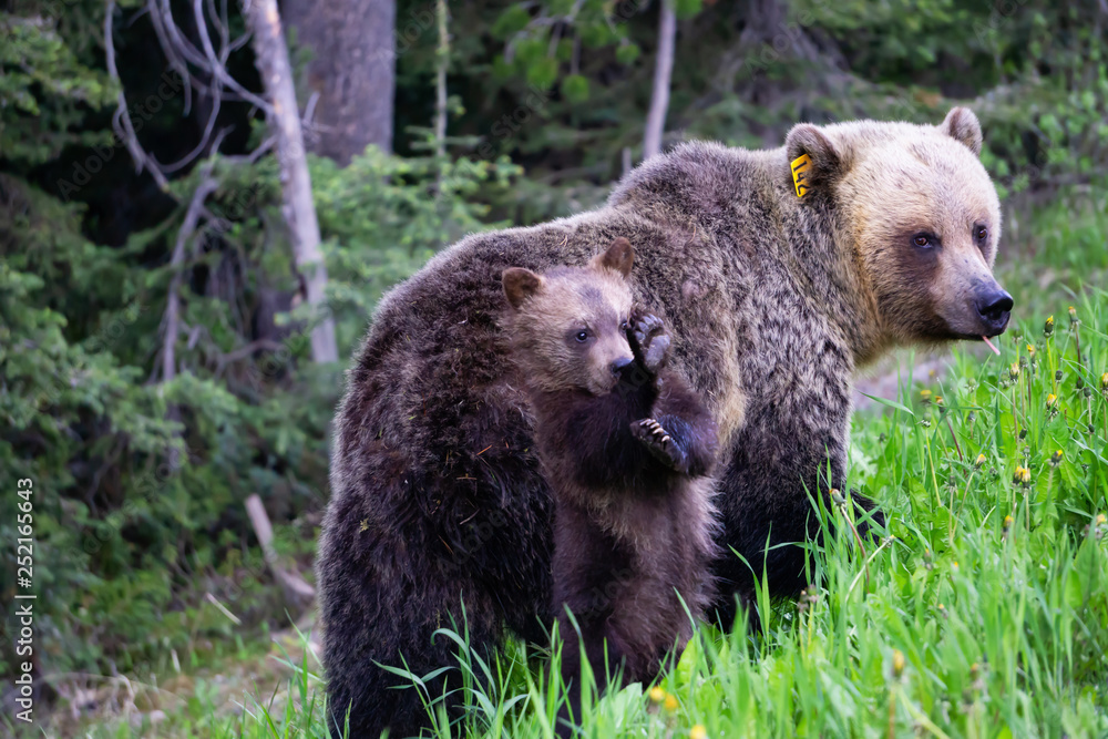 Mother Grizzly Bear with her cubs is eating weeds and grass in the nature. Taken in Banff National Park, Alberta, Canada. Mother Grizzly Bear with her cubs is eating weeds and grass in the nature. Taken in Banff National Park, Alberta, Canada.
