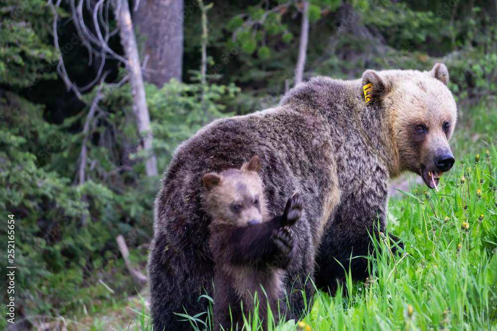 Obraz premium Mother Grizzly Bear with her cubs is eating weeds and grass in the nature. Taken in Banff National Park, Alberta, Canada.