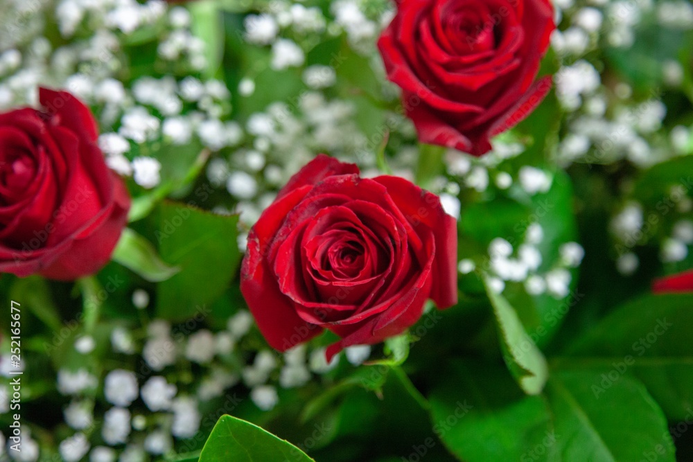 Fototapeta premium Beautiful roses