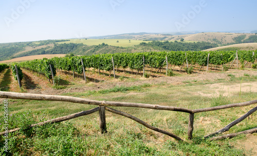 Vineyards along Danube river in North East Bulgaria