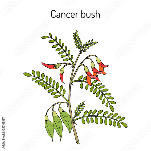 Cancer bush sutherlandia frutescens , or balloon pea, medicinal plant
