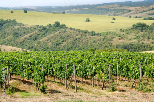 Vineyards along Danube river in North East Bulgaria