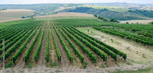 Vineyards along Danube river in North East Bulgaria