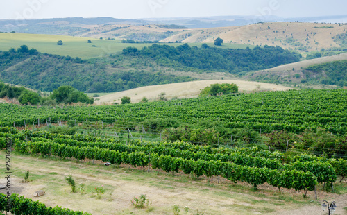 Vineyards along Danube river in North East Bulgaria