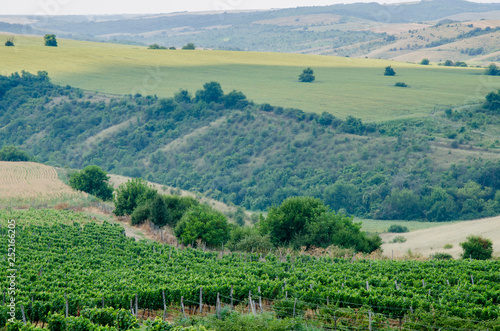 Vineyards along Danube river in North East Bulgaria
