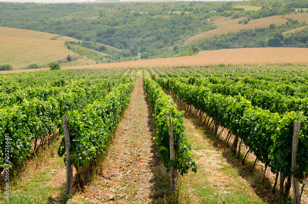 Vineyards along Danube river in North East Bulgaria