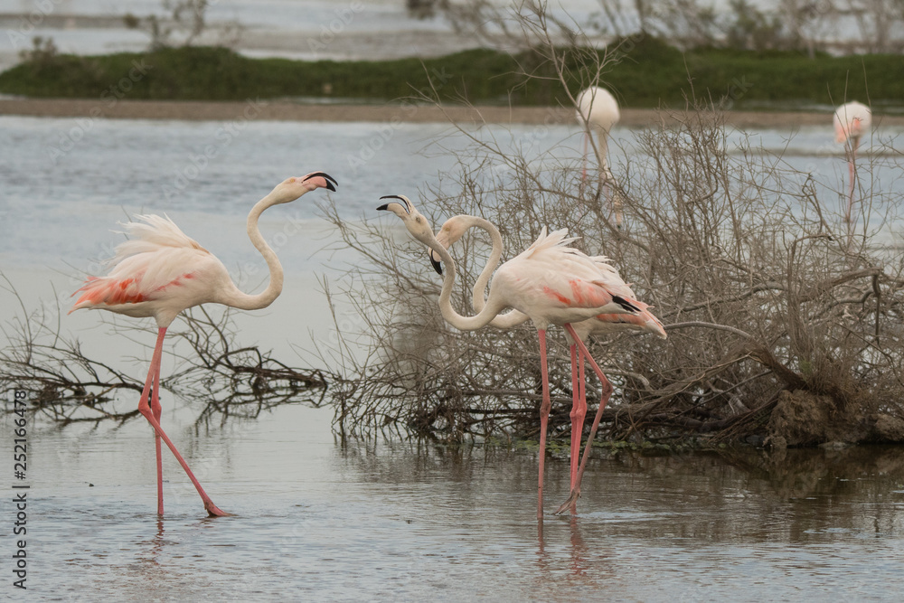 Greater flamingo (Phoenicopterus roseus). Ras Al Khor Wildlife Sanctuary. Dubai. UAE 