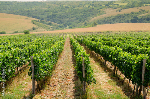Vineyards along Danube river in North East Bulgaria