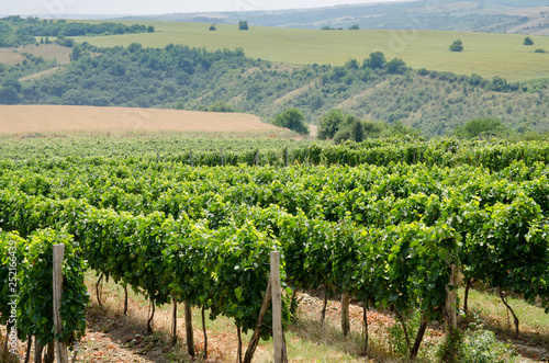 Vineyards along Danube river in North East Bulgaria