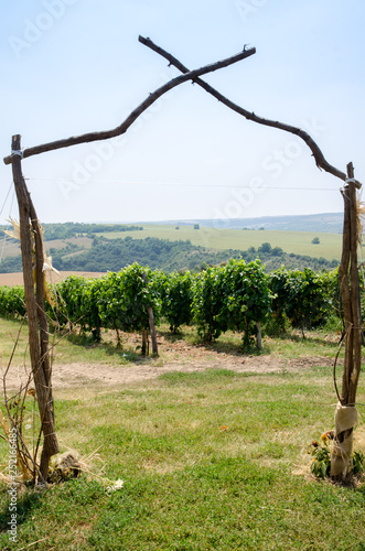 Vineyards along Danube river in North East Bulgaria