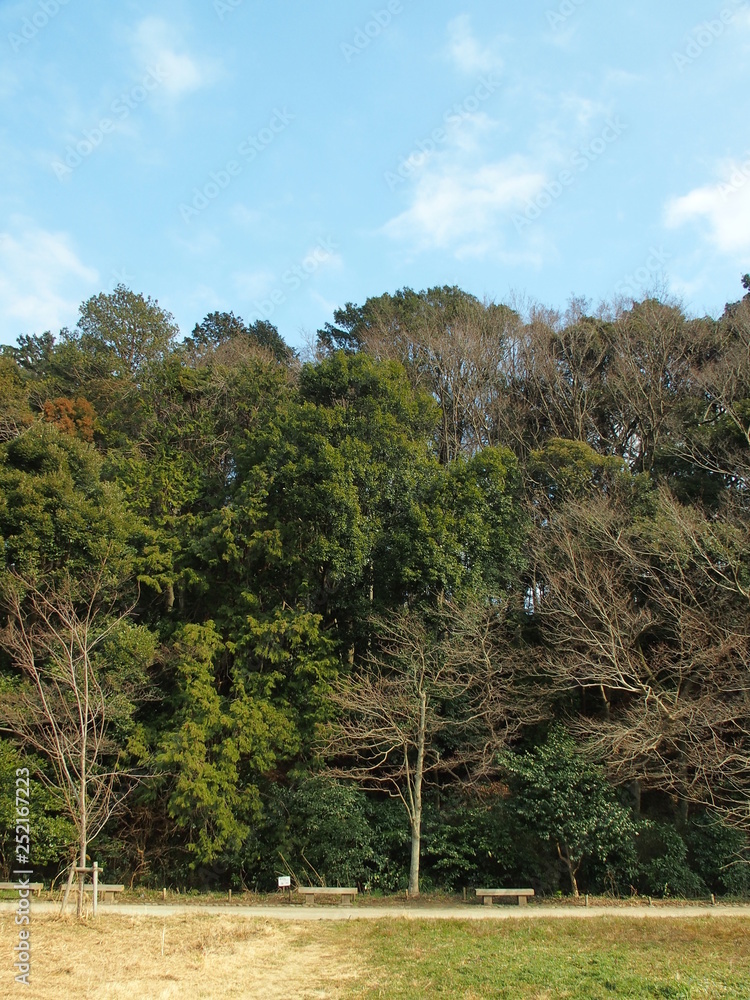 Fototapeta premium 早春の林風景