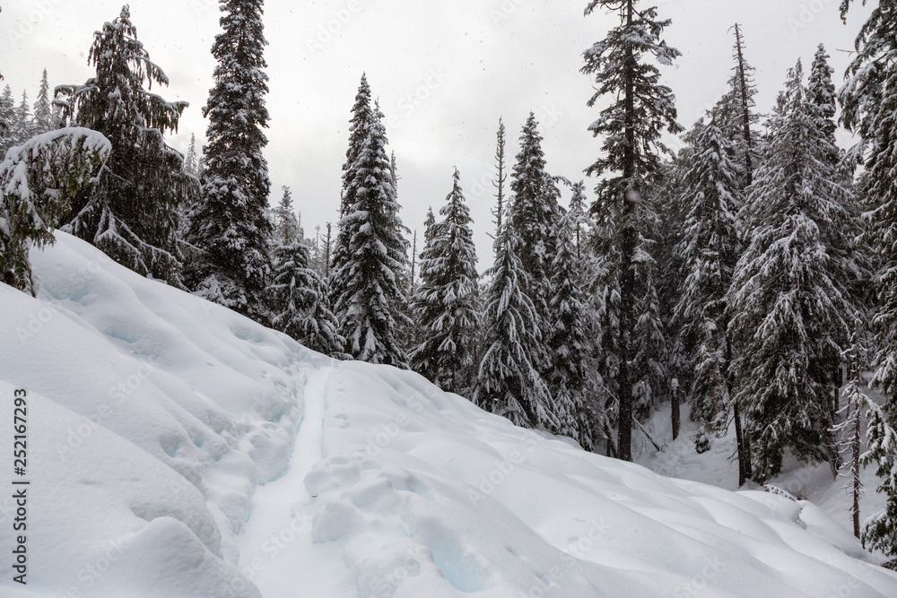 Fototapeta premium Beautiful Canadian Winter Landscape in woods during a snowy day. Taken on a hike to Alexander Falls, Near Whistler and Squamish, North of Vancouver, BC, Canada.