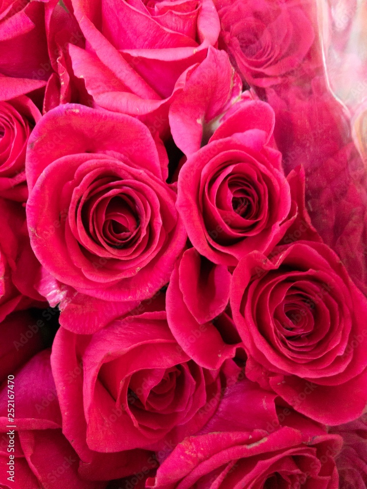 Beautiful roses Beautiful roses