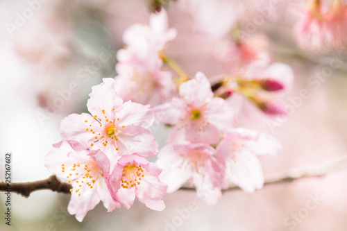 Beautiful nature scene with pink sakura flowers, beautiful Cherry Blossom in nature with green blurry background , Easter Sunny day.