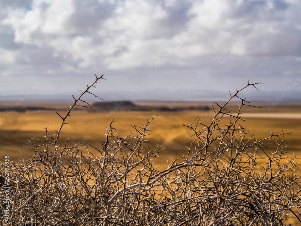 spikey plants over La Guajira Desert Colombia