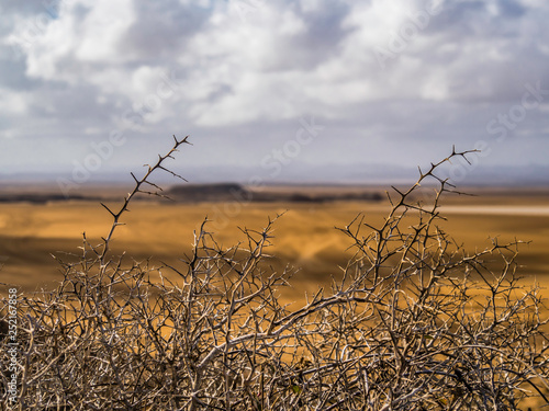 Obraz na płótnie spikey plants over La Guajira Desert Colombia w salonie