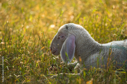 Fototapeta Naklejka Na Ścianę i Meble -  Schafe auf der Frühlingswiese