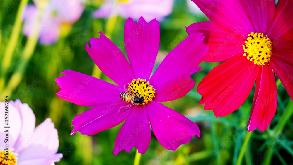 Obraz premium bee on flower