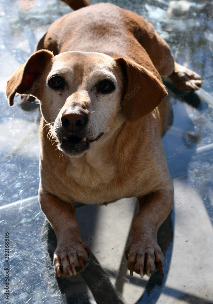 Obraz premium daschund mixed breed with an opinion