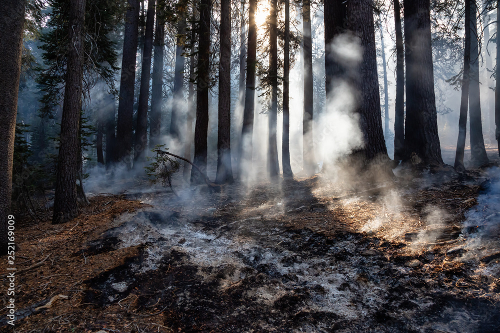 Obraz premium Wild forest fire in Yosemite National Park, California, United States of America. Taken in Autumn season of 2018.