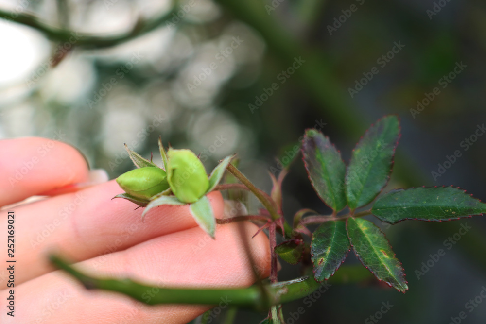 Obraz premium Beautiful rosebuds. Closeup. Spring concept 