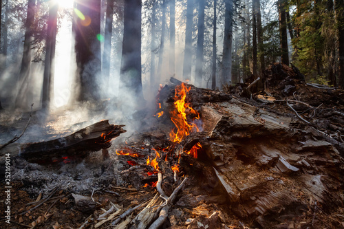 Принти на полотні Wild forest fire in Yosemite National Park, California, United States of America