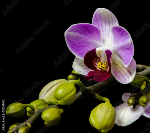 orchid on black background