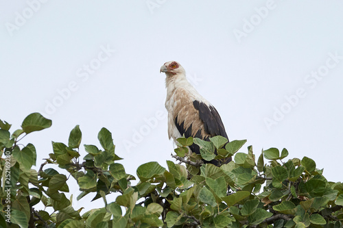 Palm-nut vulture (Gypohierax angolensis)