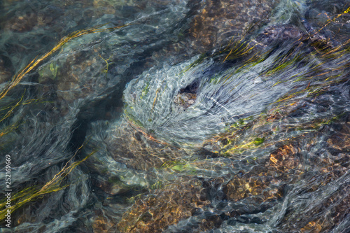 View of colorful grass in a river of natural Hot Springs at Hot Creek Geological Site. Located near Mammoth Lakes, California, United States.