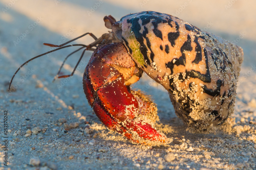 Φωτογραφία A wild hermit crab in the leaves outside of Fort Jefferson in Dry Tortugas National Park (Florida)