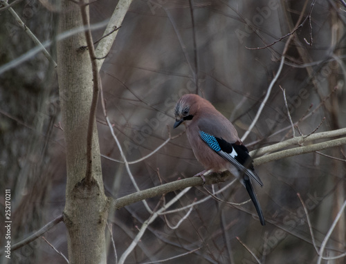 Female Eurasian Jay in a tree in the suburb Bromma, Stockholm