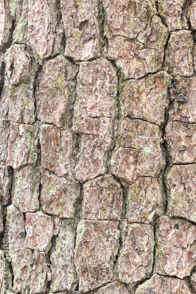 Pine tree bark background Pine tree bark background